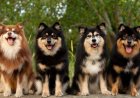 Köpekler Hakkında 10 Gerçek!