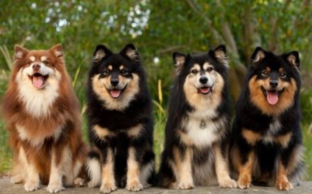 Köpekler Hakkında 10 Gerçek!