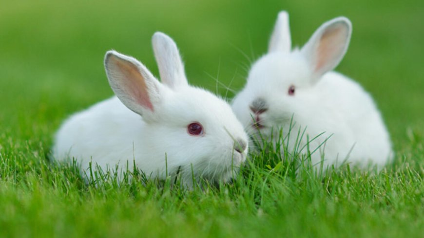 Tavşanlar mutlu olduklarında zıplarlar, başlarını ve ayaklarını sallarlar!