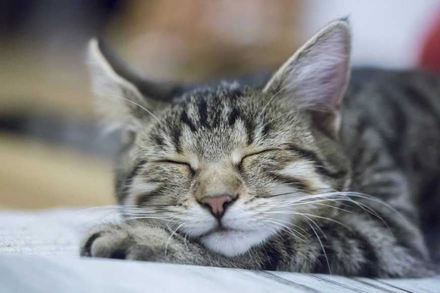 Kediler günde yaklaşık 13 ila 16 saat uyurlar (hayatlarının %70'i).