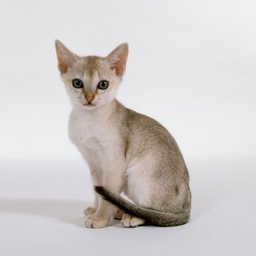 En küçük kedi cinsi Singapur'dur.