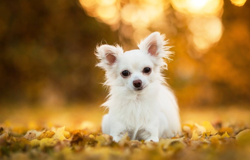 Chihuahua(Şivava) dünyadaki en küçük köpek ırkıdır.