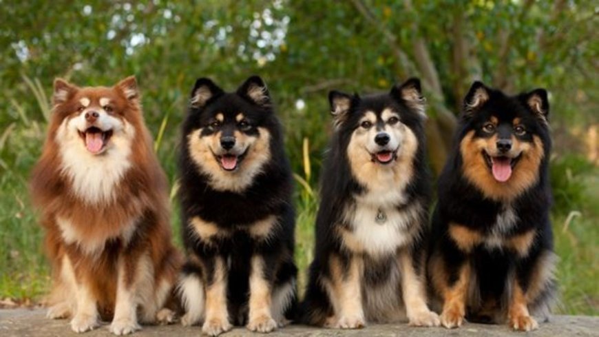Yaklaşık 336 farklı köpek ırkı vardır.
