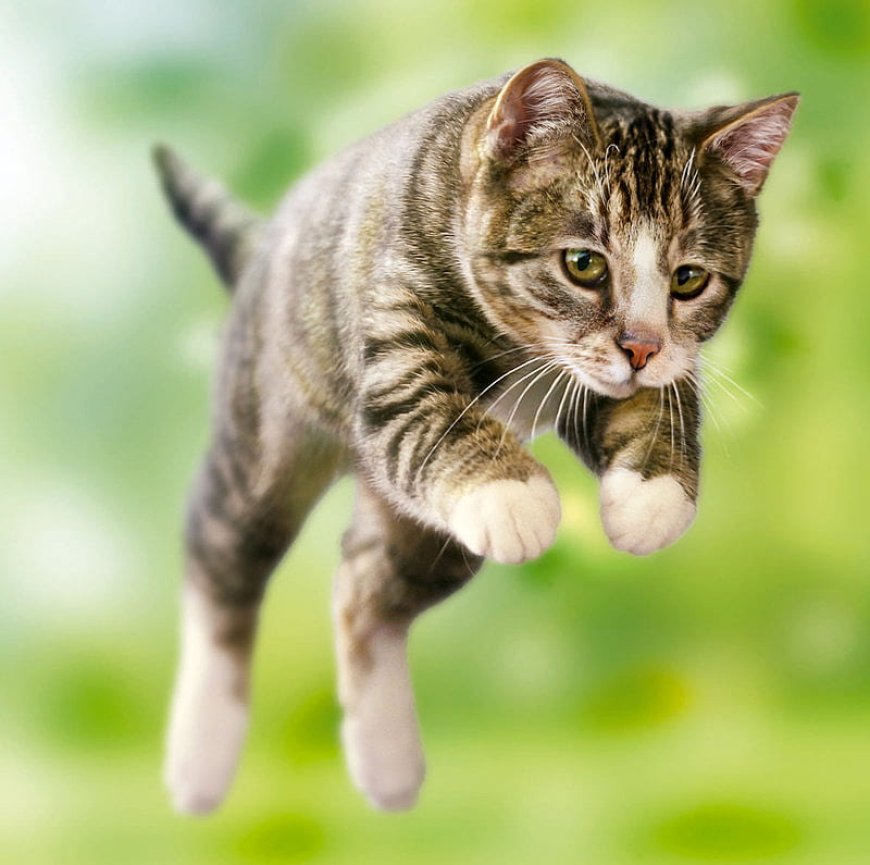 Kediler boylarının 6 katına kadar zıplayabilirler.