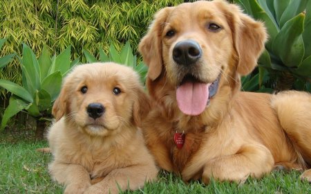 Köpek Eğitimi: Temel Eğitim Yöntemleri ve İpuçları