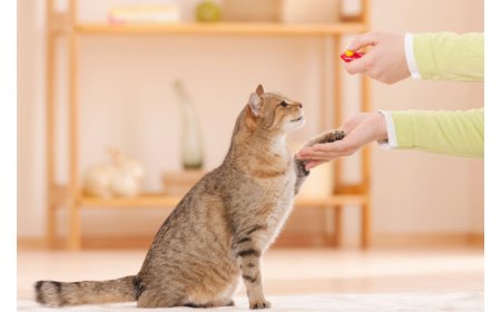 Kedilerin Eğitimi: Kedi Eğitimi İçin İpuçları