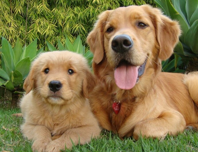 Köpek Eğitimi: Temel Eğitim Yöntemleri ve İpuçları