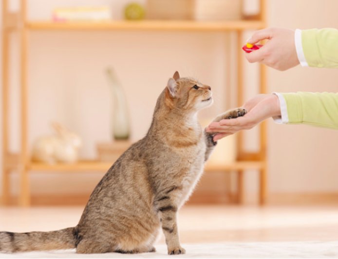 Kedilerin Eğitimi: Kedi Eğitimi İçin İpuçları